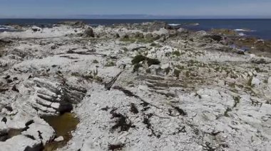 Kaikoura, Yeni Zelanda 'da kuşlar ve foklarla kayalık kıyılarda uçuyorlar. Vahşi yaşamı koruma konsepti, seyahat.