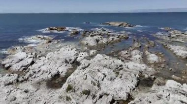 Kaikoura, Yeni Zelanda 'da kuşlar ve foklarla kayalık kıyılarda uçuyorlar. Vahşi yaşamı koruma konsepti, seyahat.
