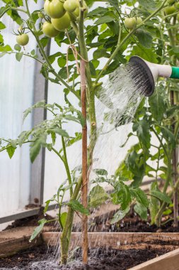  Serada domates yetiştiren çiftçi. Ekolojik bahçıvanlık kavramı