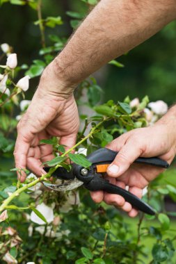 Bir bahçıvan gül yatağına bakar, çiçekleri budama makasıyla budar. Bahçe konsepti.