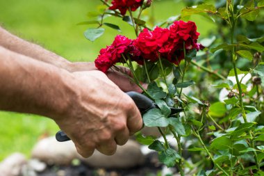 Bir bahçıvan gül yatağına bakar, çiçekleri budama makasıyla budar. Bahçe konsepti.