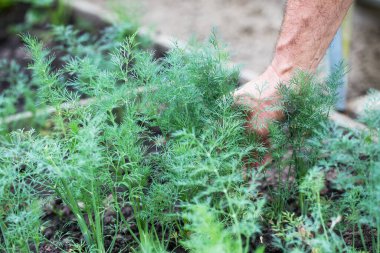 Bir erkeğin eli bahçeden taze dereotu alır. Bahçe işleri ve taze bitkiler..