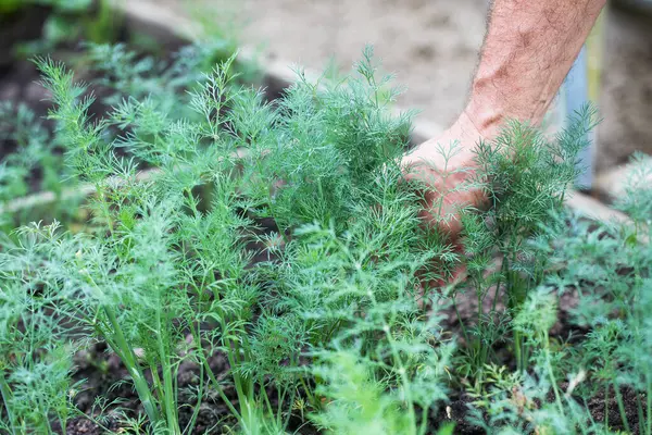 Bir erkeğin eli bahçeden taze dereotu alır. Bahçe işleri ve taze bitkiler..