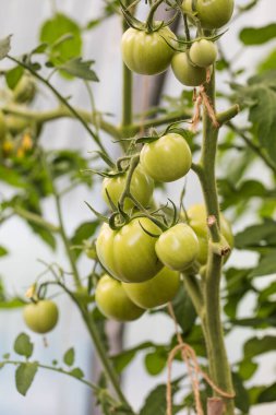 Yeşil domatesli bir çalı bir serada büyür. Bahçe konsepti.