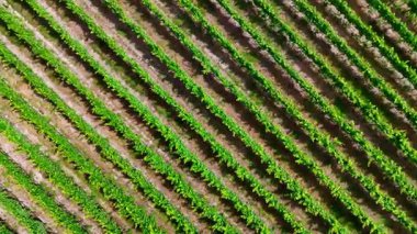 Altın saat boyunca yemyeşil üzüm bağlarının hava manzarası: manzaralı manzara ve tarım modelleri. Yeni Zelanda