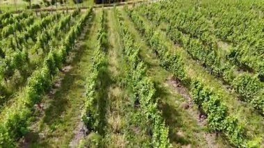 Geniş bulutlu gökyüzü altında yemyeşil üzüm bağları boyunca yapılan hava yolculuğu. Yeni Zelanda. Şarapçılık kavramı