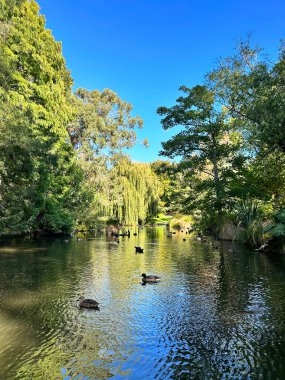 Bereketli yeşilliklerle çevrili sakin gölette ördeklerin olduğu huzurlu bir doğa sahnesi. Doğa
