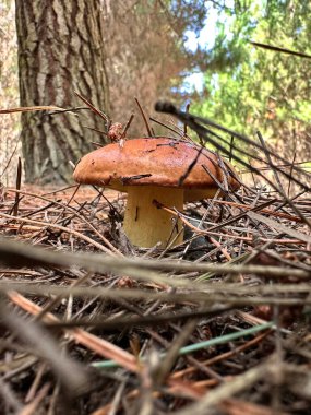 Orman ortamında çam iğneleriyle çevrili yabani mantarlar. Doğa