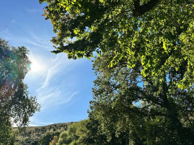 Bereketli yeşil ağaçların arasından süzülen güneş ışığıyla sakin doğa sahnesi. Doğa