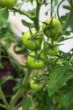 Yeşil domatesli bir çalı bir serada büyür. Bahçe konsepti.