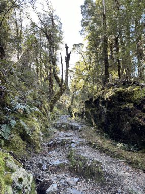 Bereketli ormanlık alanda yosun kaplı kayalarla kaplı sakin orman yolu. Doğa kavramı