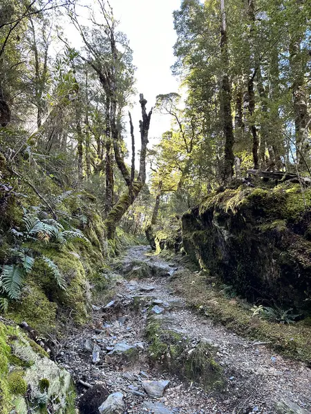 Bereketli ormanlık alanda yosun kaplı kayalarla kaplı sakin orman yolu. Doğa kavramı