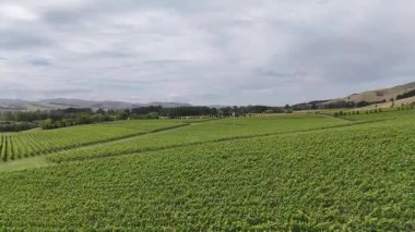 Dramatik gökyüzü altındaki manzaralı üzüm bağlarında kayan tepeler ve yemyeşil alanlar gösteriliyor. Yeni Zelanda. Seyahat kavramı