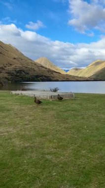Ducks strolling by lake in scenic mountain landscape on a sunny day. Concept of travel and nature. New Zealand