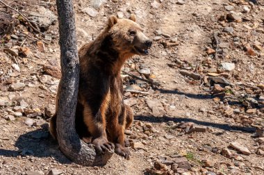 Bir kahverengi ayı Ursus arctos bir ağaca yaslanmış oturuyor.