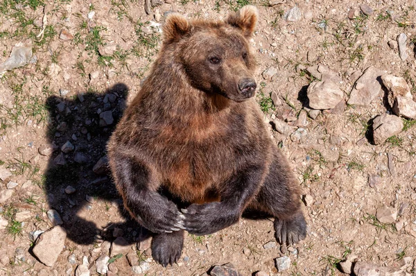 Kahverengi ayı Ursus arktos arka ayakları üzerinde durup yukarıdan bakıldığında bir hayvan parkında yemek için yalvarıyor..