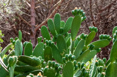 Yeşil incir dolu bir bitki. Düz saplı dikenli kaktüs Opuntia fius indica 