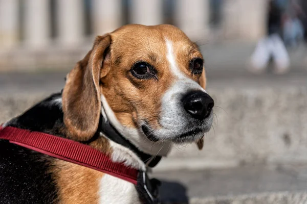 Beagle Câine Rasă Căutarea Lateral Aparat Fotografiat — Fotografie, imagine de stoc