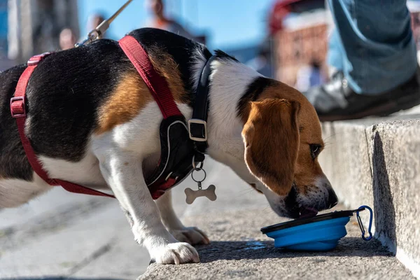 Beagle dog drinking water from a portable bowl in the street
