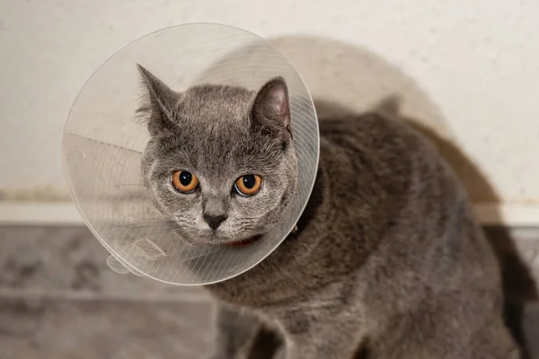 stock image British shorthair kitten with Elizabethan collar, after spay surgery