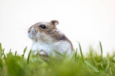 Önünde yeşil çimenler olan beyaz arka planda Djungarian hamsterı