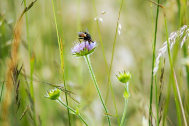 Bahar çayırlarında uç.