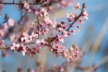 Kiraz pembe çiçekleri - mavi gökyüzü ile bahar arkaplanı