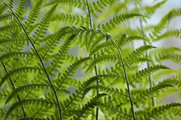 新鲜的绿色蕨类植物 自然背景 — 图库照片