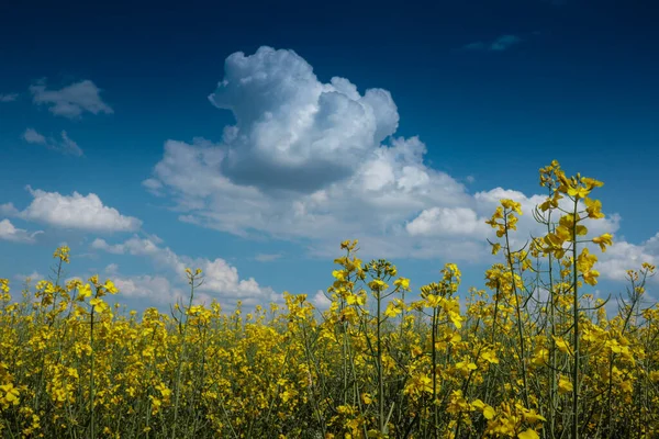 Rape Plants Field Clouds Blue Sky Background Czech Republic — Stock Photo, Image
