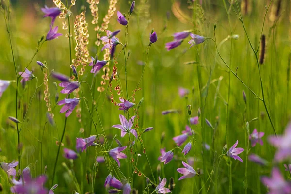 Voorjaarsklokken Planten Bloemen Debackground — Stockfoto