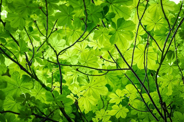 Kasztan Świeże Wiosna Zielone Liście Widok Dno — Zdjęcie stockowe