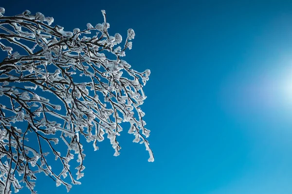 Frysta Grenar Vintern Träd Med Blå Himmel Bakgrunden — Stockfoto