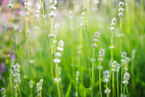 Lavendel Verse Planten Wazig Groene Achtergrond — Stockfoto