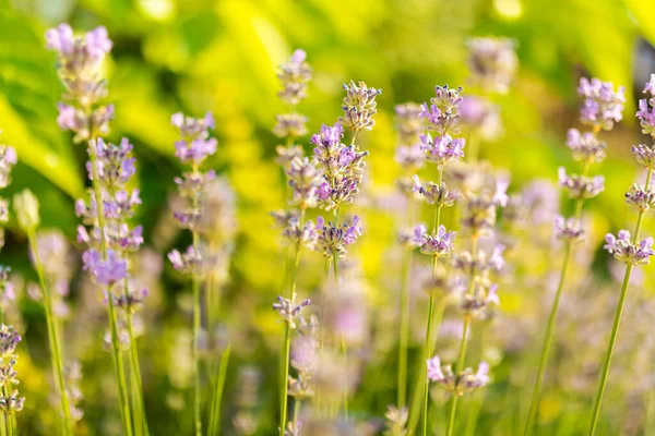 Lavendel Bloemen Detail Met Wazig Bokeh Achtergrond — Stockfoto