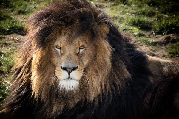ライオンの頭の上に草を背景にアップ — ストック写真