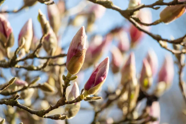 Magnolia Detalle Del Árbol Flor Primavera —  Fotos de Stock