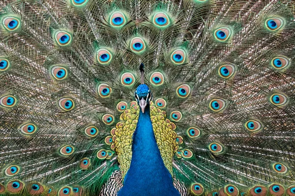 Peacock Spreidt Kleurrijke Staartveren — Stockfoto