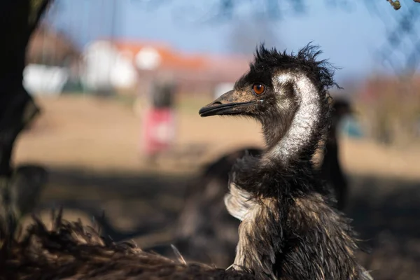 Emu Dier Close Met Kop Snavel — Stockfoto