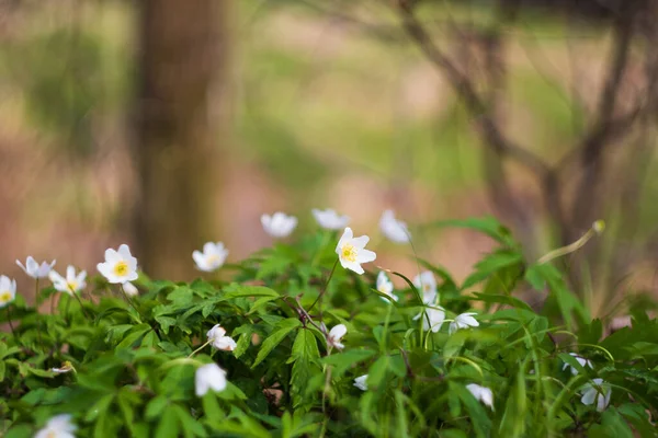 Forest Anemone White Spring Flowers Wit Blurred Bokeh Background — Stock Photo, Image