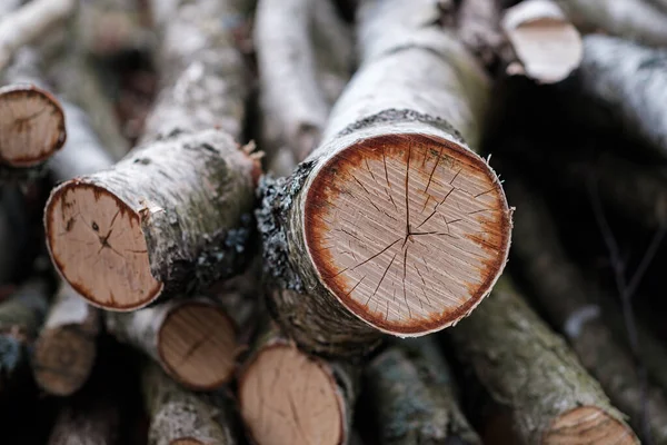 Birch Tree Detail Cut Logs Pile — Stock Photo, Image