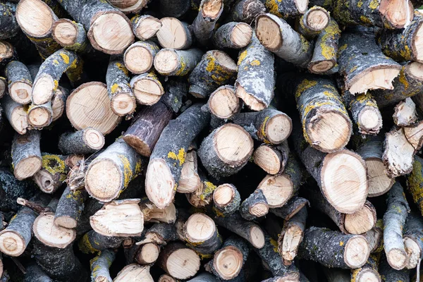 Heap Raw Cut Logs Stack Forewood — Stock Photo, Image