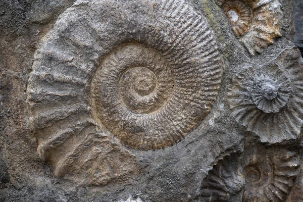 stock image Ammonite Fossil  in Stone Background, Fossils