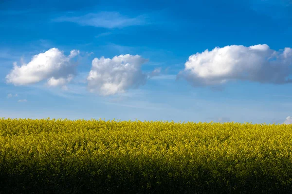 Oilseed Rape Field Evening Landscape Clouds Blue Sky — Stock Photo, Image