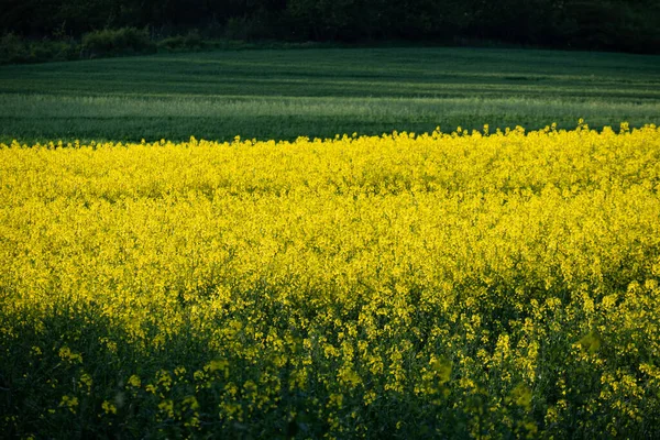 Rape Plants Blossom Green Field Background — Stock Photo, Image