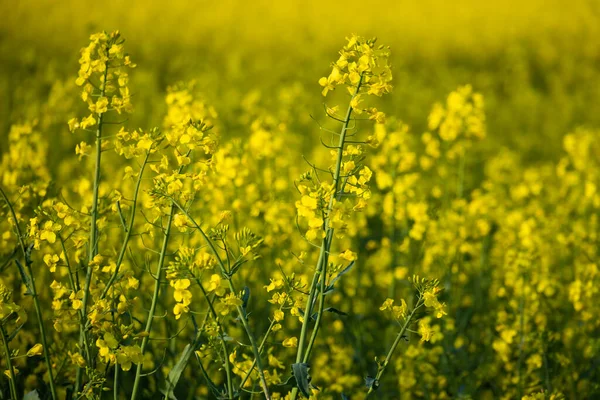Rape Flowers Detail Spring Field — Stock Photo, Image