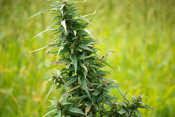 Cannabis Dettaglio Pianta Esterna Sfondo Verde Sfocato — Foto Stock