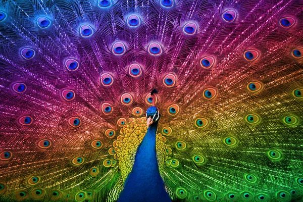 Peacock Verzadigde Regenboogkleuren — Stockfoto