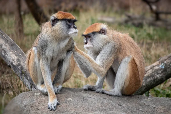 Hussar Monkey Collecting Flea Fur — Stock Photo, Image