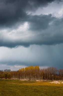 Çek Cumhuriyeti 'ndeki huş ağaçları ve çayır üzerinde sağanak yağmur bulutları