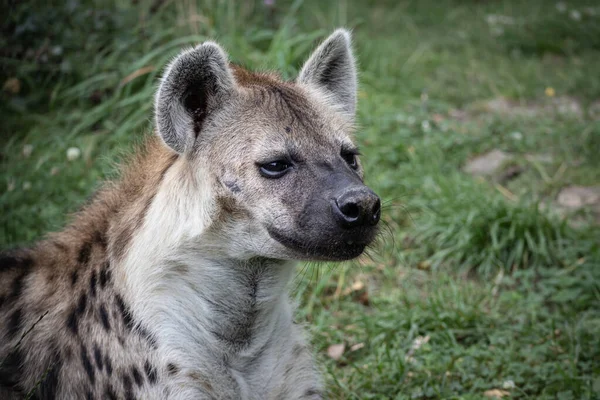 Hyena Portret Met Gras Achtergrond — Stockfoto